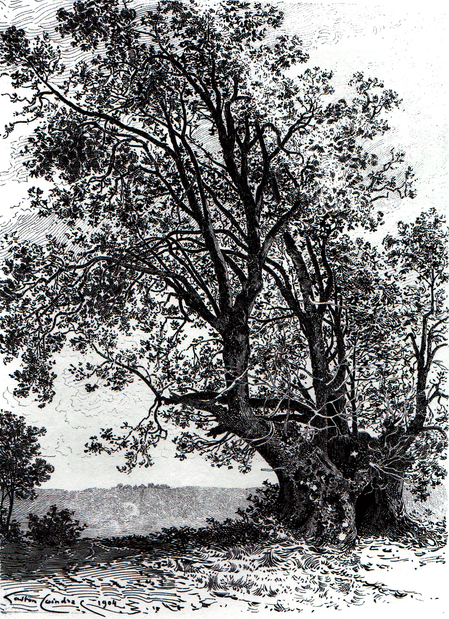 Gaston Coindre, Le Tilleul de la grange Sauvaget