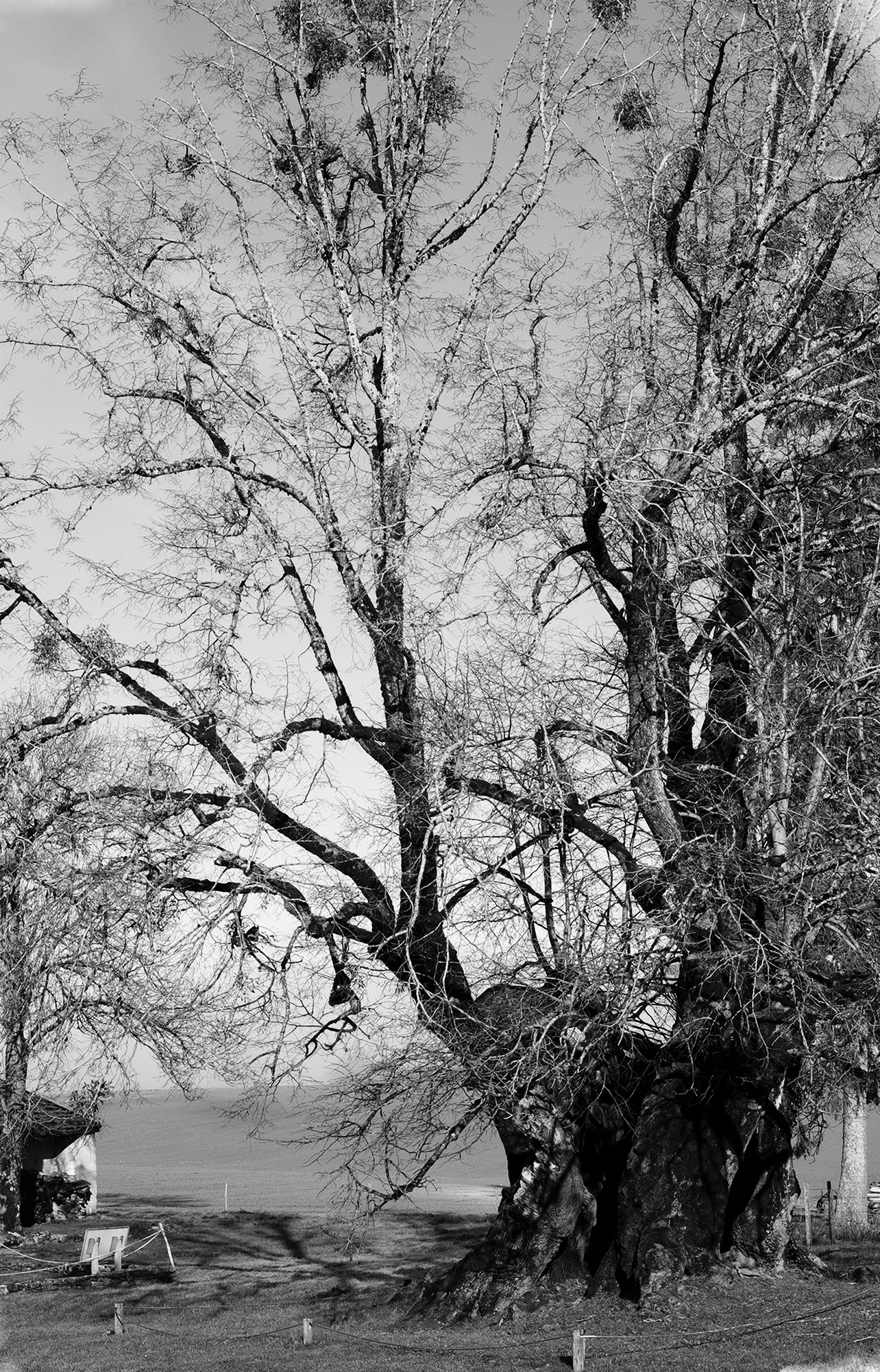 Damien Pollet, Le Tilleul de la grange Sauvaget