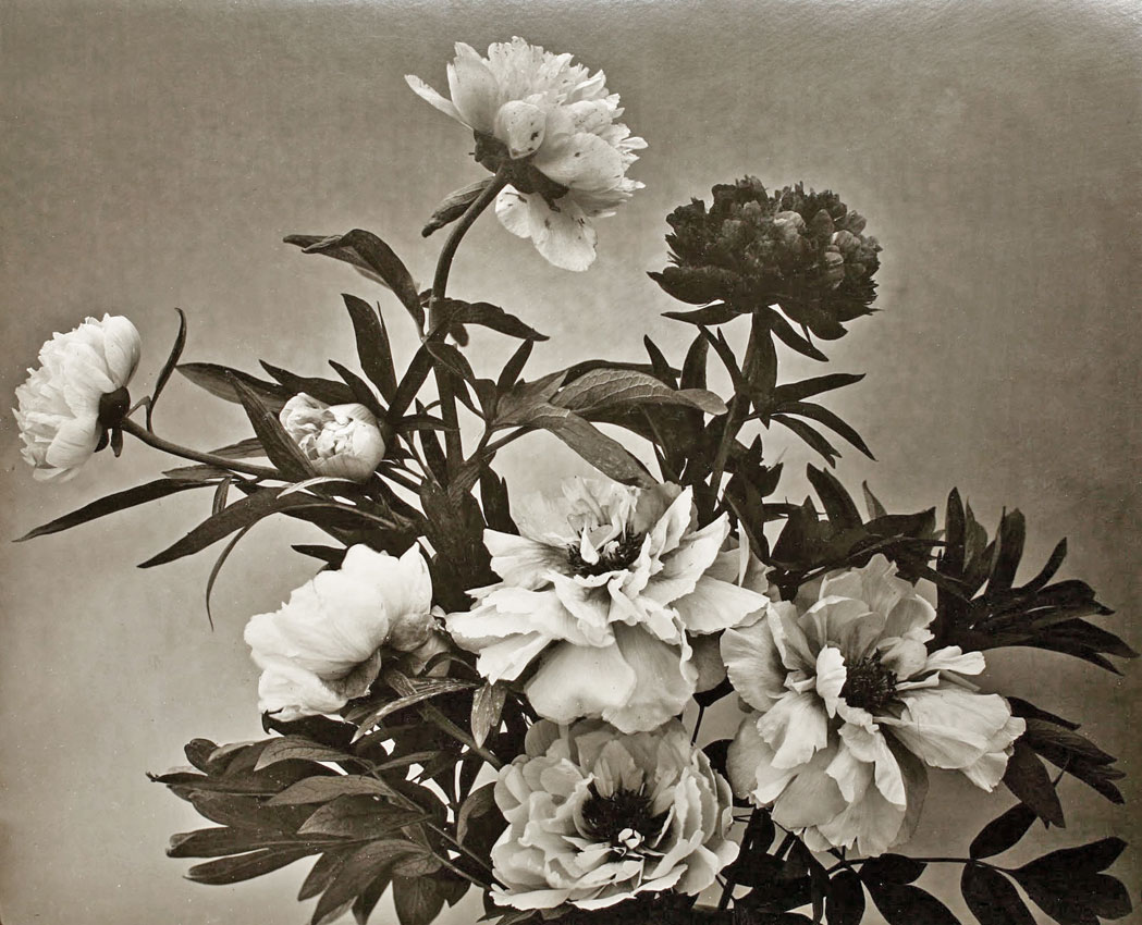 Adolphe Braun, Bouquet de pivoines