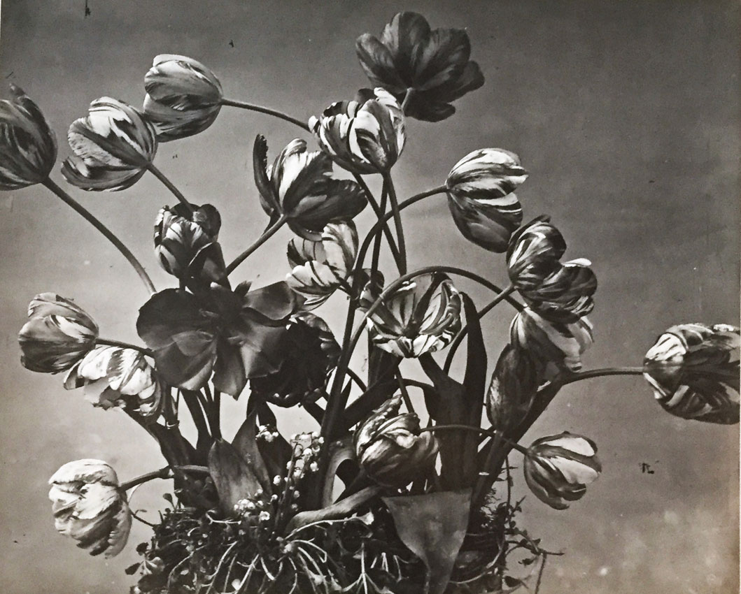Adolphe Braun, Bouquet de tulipes