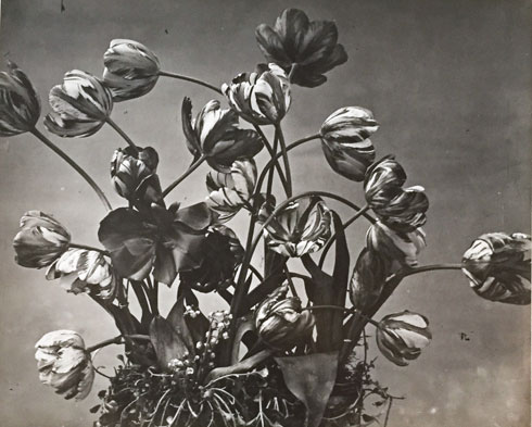 Adolphe Braun, Tulipes
