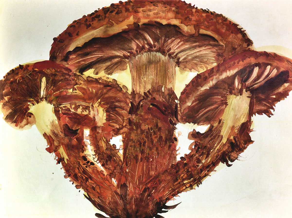 Jean Messagier, Pholiota Squarrosa, 1963