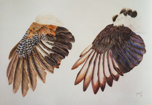 René Perrot, Ailes de geai.